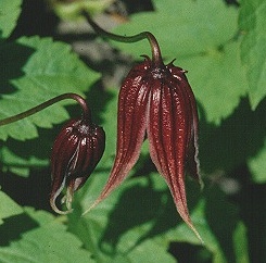 C. koreana©K.Woolfenden