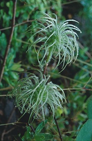 C. koreana var. lutea seedheads©J.Lindmark