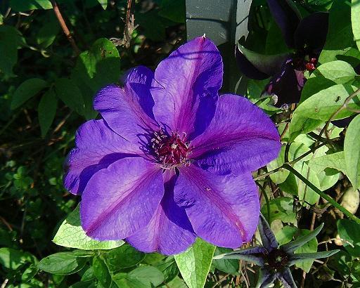 Clematis 'Elsa Späth'©K.Woolfenden