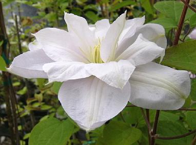 Clematis 'Candida'©B.Rogerson