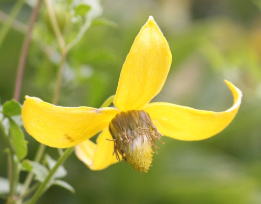 Clematis 'Helios'©K.Woolfenden