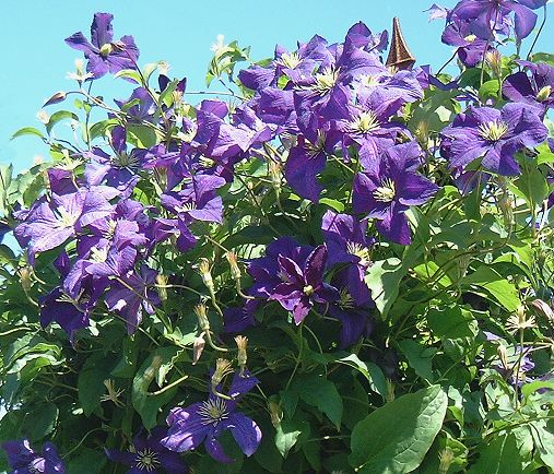 Clematis 'Aotearoa'©K.Woolfenden